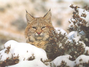 Winter Bobcat