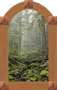 Окно в лес